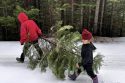 Family dragging tree that they cut down in forest -- STF photo