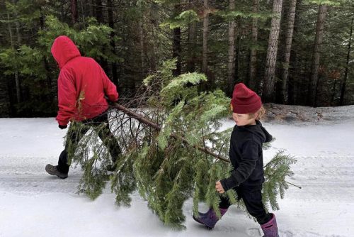 Family dragging tree that they cut down in forest -- STF photo