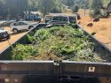 TCSO TNT illegal marijuana cultivation in the area of North Sunshine Road in Sonora