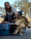 TriCounty Wildlife Care staff helping to release Toby back into the wild