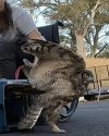 TriCounty Wildlife Care staff helping to release Toby back into the wild