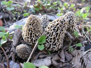 Mushroom Hunting Wikipedia Commons