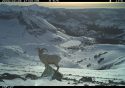 Yosemite National Park ram