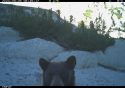 Yosemite National Park black bear