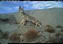 Yosemite National Park fox