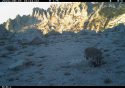Yosemite National Park badger