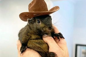 Orphaned Squirrel Who Became Social Media Star Was Euthanized After ...