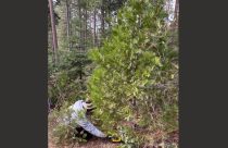Christmas Tree Harvesting In Stanislaus National Forest