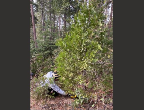 Christmas Tree Harvesting In Stanislaus National Forest
