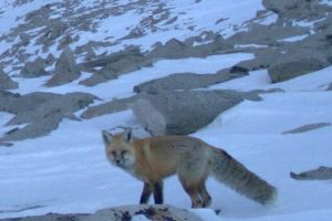 Yosemite National Park Sierra Nevada Red Fox