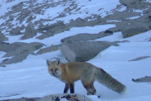 Yosemite National Park Sierra Nevada Red Fox