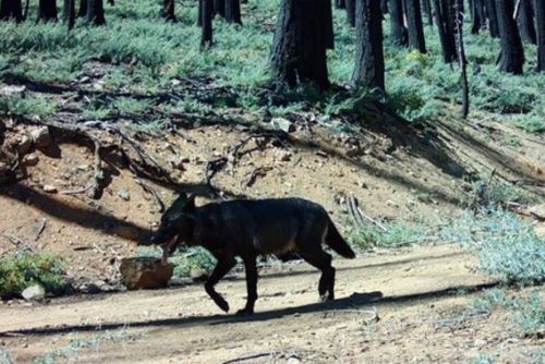 Gray wolf in California -- CDFW photo