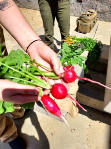 12-21-24 Nancy Bliss, Picture Radishes