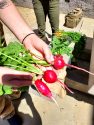 12-21-24 Nancy Bliss, Picture Radishes