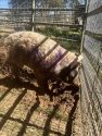 Pig waiting to be adopted at the CCAS
