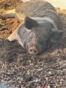 Pig waiting to be adopted at the CCAS