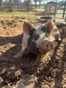 Pig waiting to be adopted at the CCAS