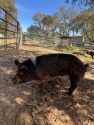 Pig waiting to be adopted at the CCAS