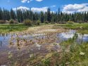 Yosemite National Park Ackerson Meadow Restoration Project