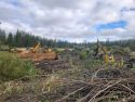 Yosemite National Park Ackerson Meadow Restoration Project