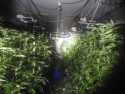 Illegal marijuana grow in Mountain Ranch area of Calaveras County -- CCSO photo