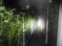 Illegal marijuana grow in Mountain Ranch area of Calaveras County -- CCSO photo