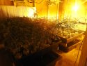 Illegal marijuana grow in Mountain Ranch area of Calaveras County -- CCSO photo