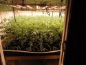 Illegal marijuana grow in Mountain Ranch area of Calaveras County -- CCSO photo