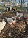 Chickens at the San Andreas shelter -- CCSA photo