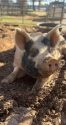 Pig at the San Andreas shelter -- CCSA photo