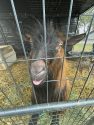 Goat at the San Andreas shelter -- CCSA photo