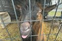 Goat at the San Andreas shelter -- CCSA photo