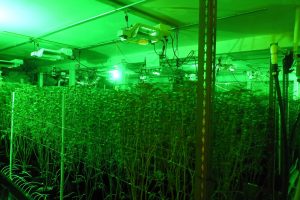 Illegal marijuana grow in Mountain Ranch area of Calaveras County -- CCSO photo
