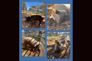 Pigs waiting to be adopted at the CCAS