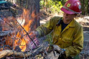 Pile burning in forest -- STF photo