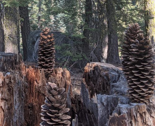 Pine Cones photo by Matt Biehl