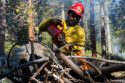 Pile burning in forest -- STF photo