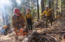 Pile burning in forest -- STF photo