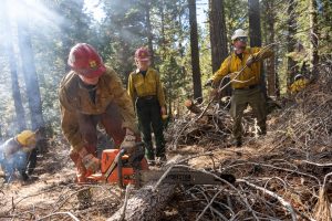 Pile burning in forest -- STF photo