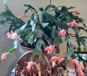 Christmas cactus