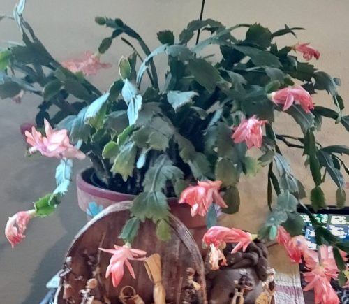 Christmas cactus
