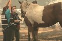 ACES “Animal Care Emergency Services” volunteers -- TCAC photo