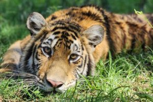 Tiger Cleo at PAWS in San Andreas