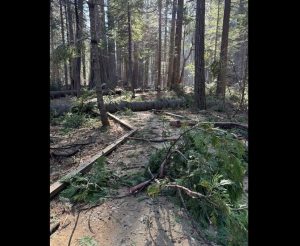 Wind Damage to the Three Senses Trail at Calaveras Big Trees