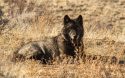 CDFW 2025 wolf capture