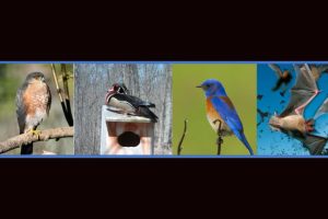 Bird and Bat wildlife monitoring structures -- Amador RCD photo