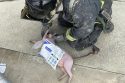 Cat getting medical treatment to save its life at scene --CCF photo
