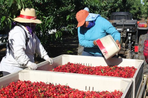 Farmworkers