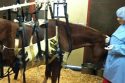 Horse with EHM virus being treated -- Photo courtesy UC Davis Center for Equine Health