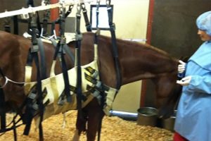 Horse with EHM virus being treated -- Photo courtesy UC Davis Center for Equine Health